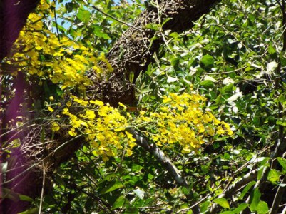 Foto 26 Orquídeas na Trilha Recuperação e manejo