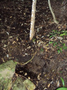 VII - DSC00834